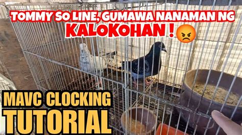 pampanga bulacan mavc|MAVC Pigeon Clocking.